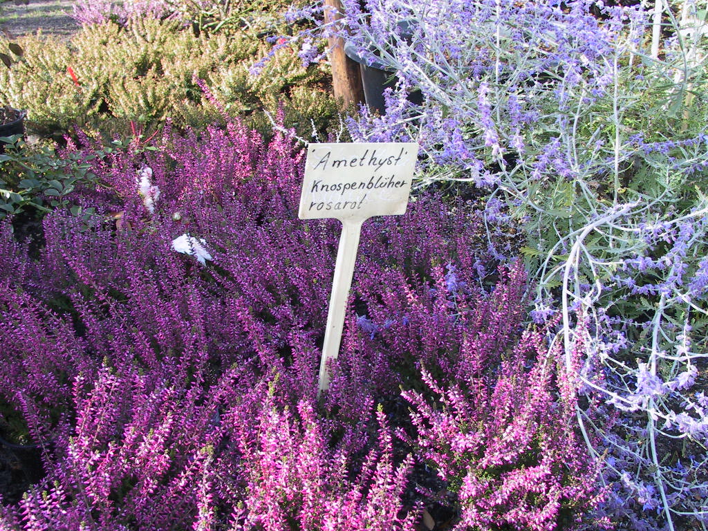 Calluna vulgaris Amethyst 03.jpg